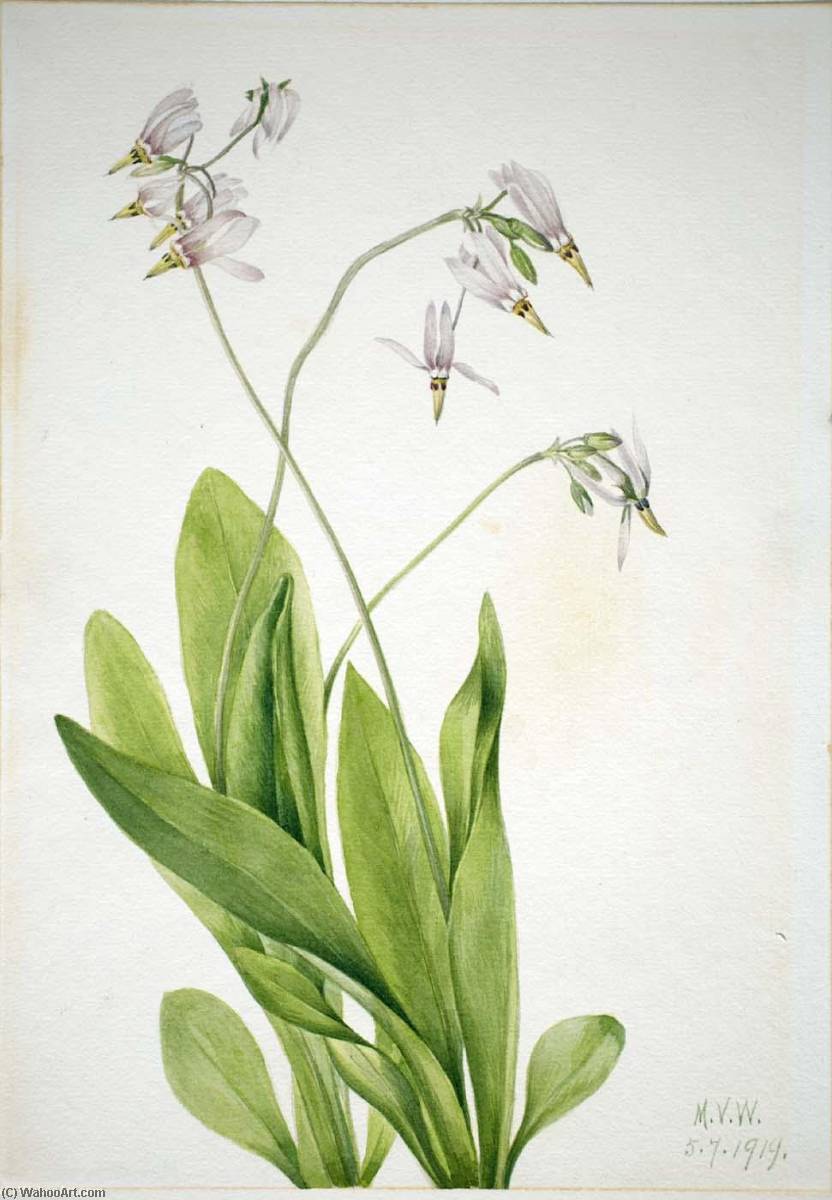Shooting Star (dodecatheon Meadia) — Mary Vaux Walcott