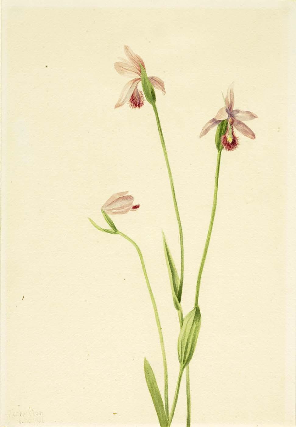 Rose Pogonia (pogonia Ophioglossoides) — Mary Morris Vaux Walcott