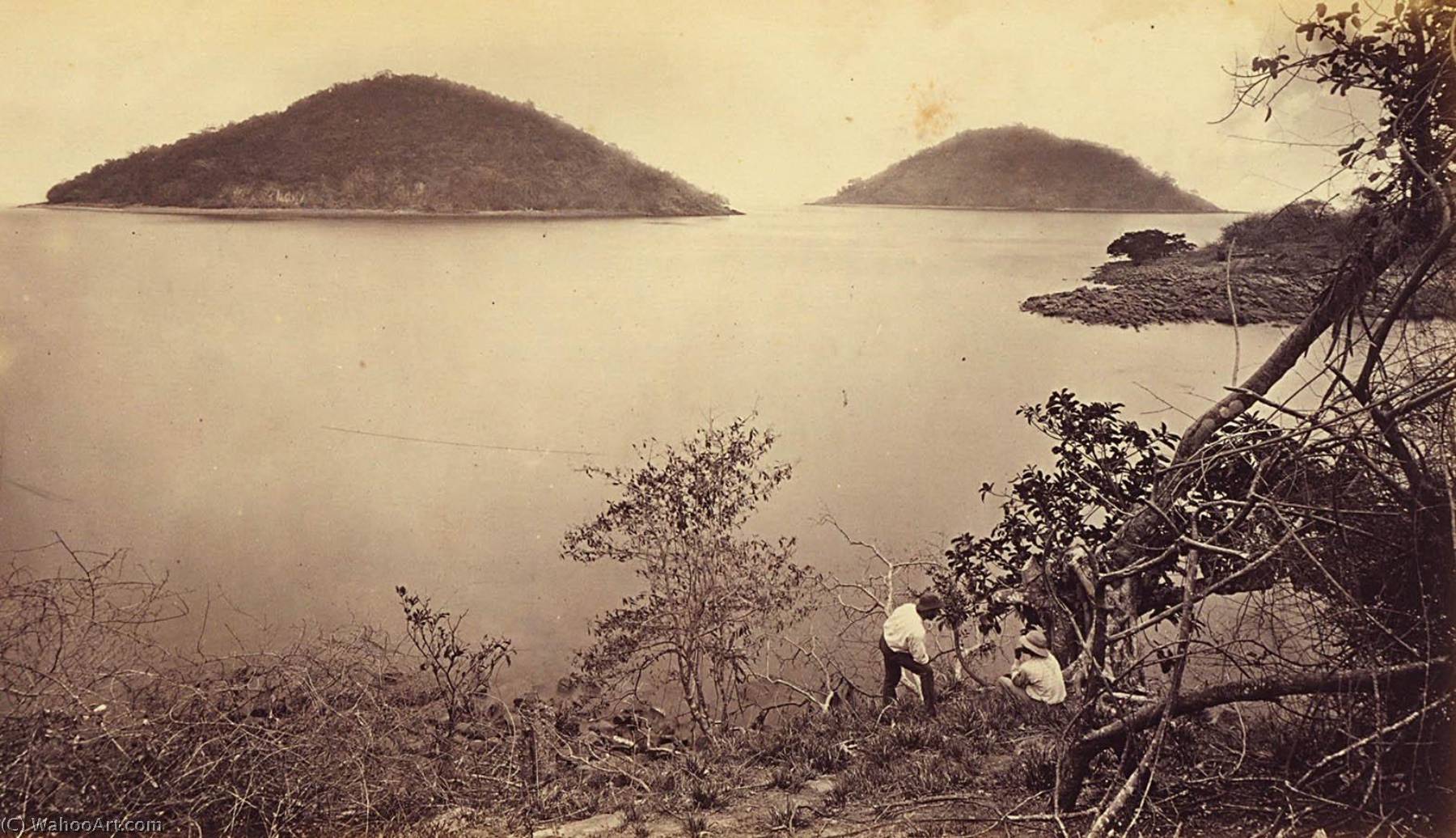 Perico And Flamenco From Island Of Naos, Panama — Eadweard J Muybridge