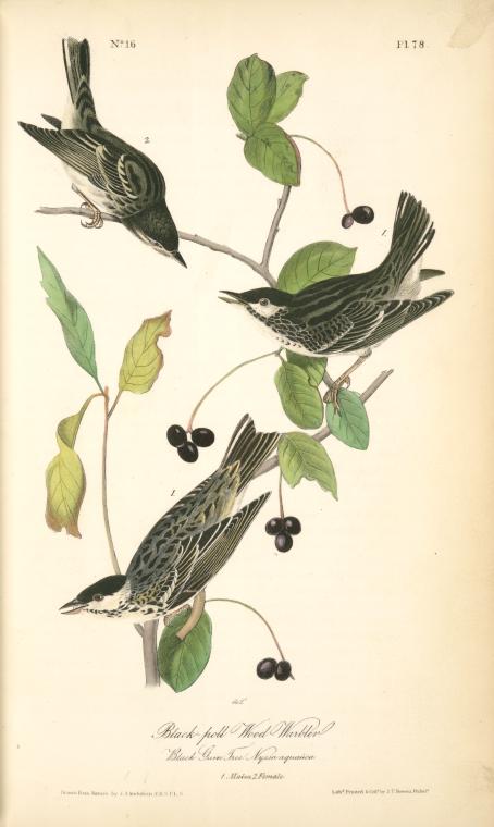Black-poll Wood-warbler, 1. Males, 2. Female. (black Gum Tree. Nyssa Aquatica) — John James Audubon