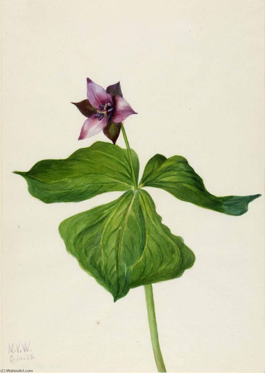 Trillium Erectum — Мери Вокс Волкотт