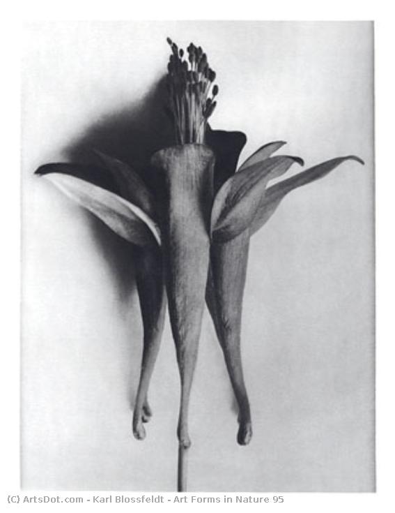 Art Forms In Nature 95 — Karl Blossfeldt