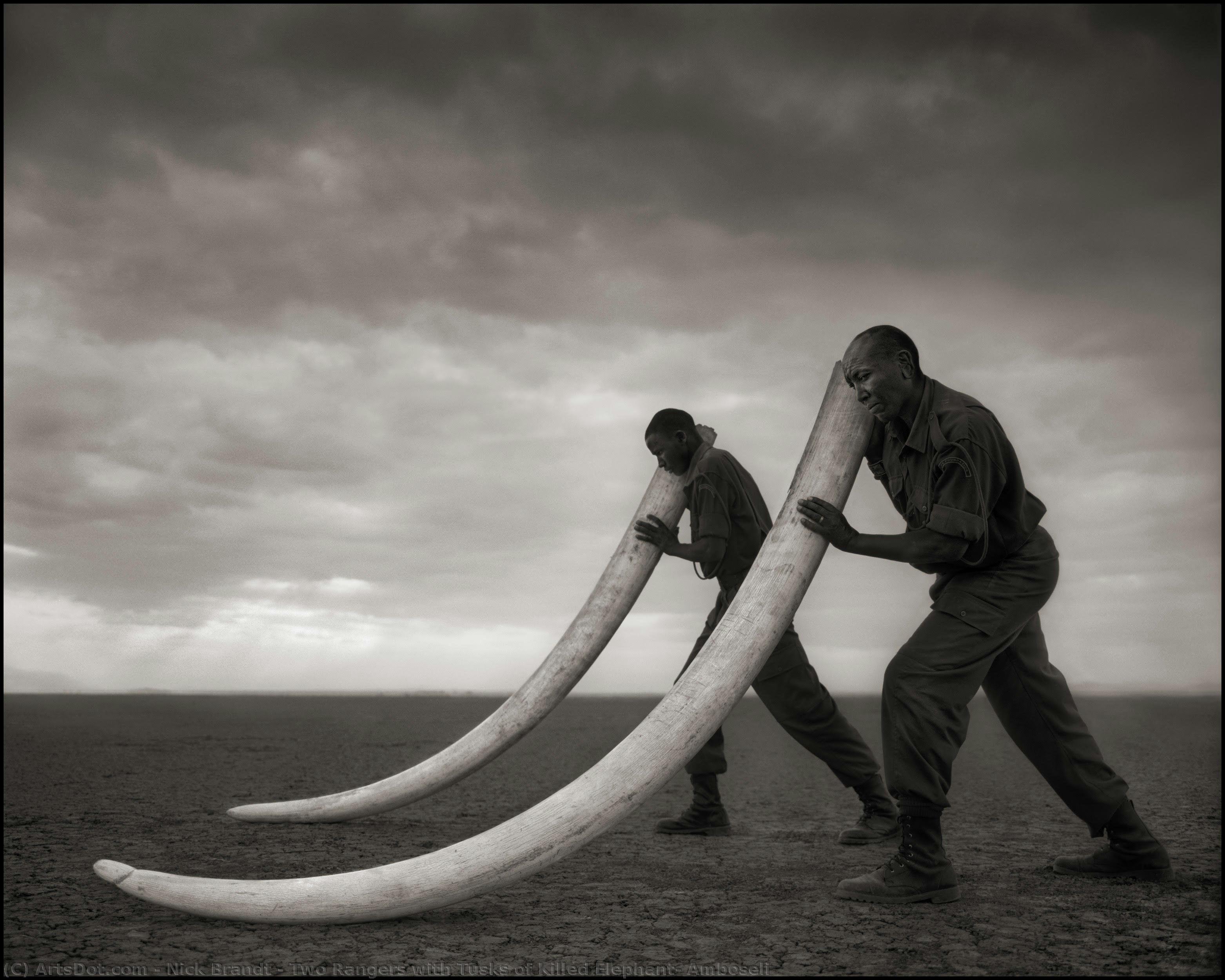 Two Rangers With Tusks Of Killed Elephant, Amboseli — Nick Brandt