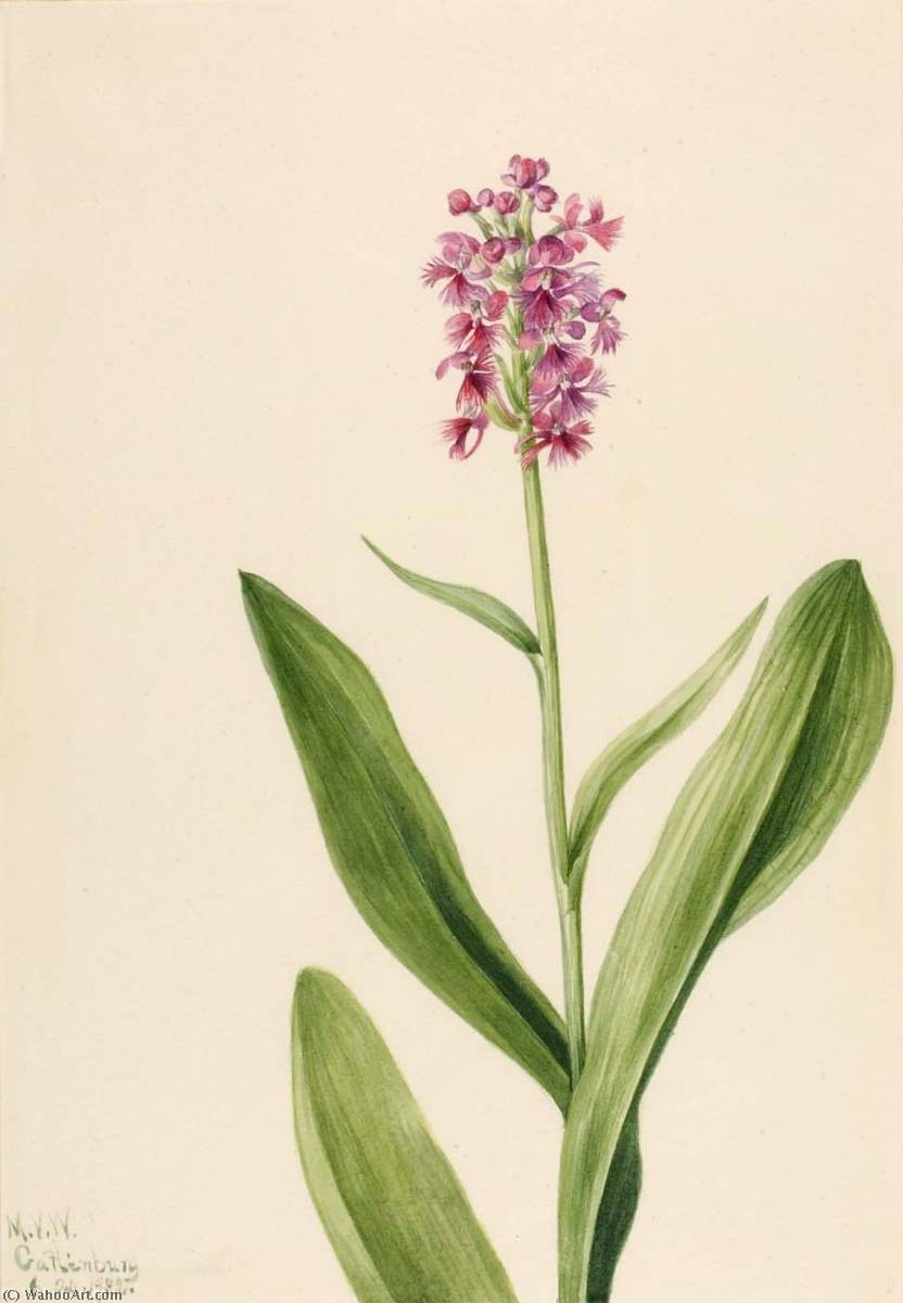 Small Purple Fringe Orchid (habenaria Psychodes) — Mary Vaux Walcott