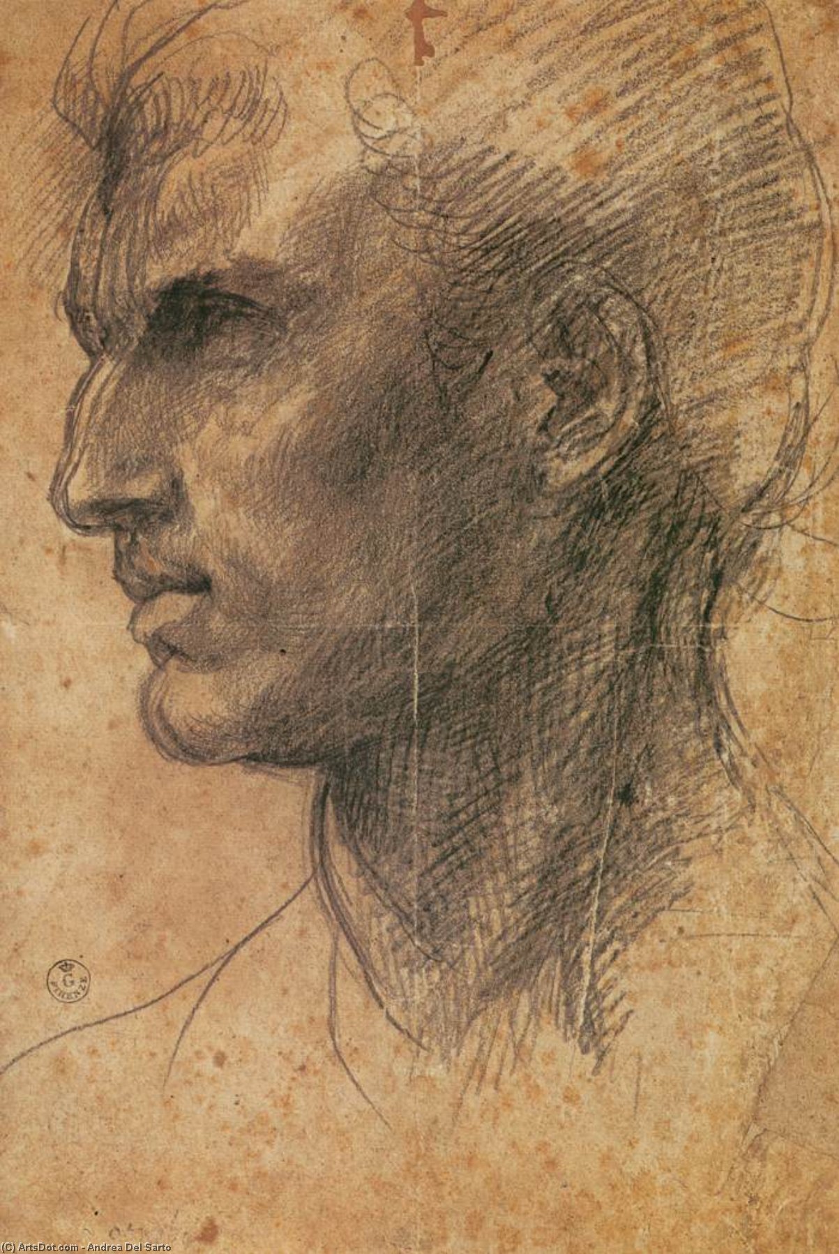 Head Of A Man In Profile Facing Left — Andrea Del Sarto