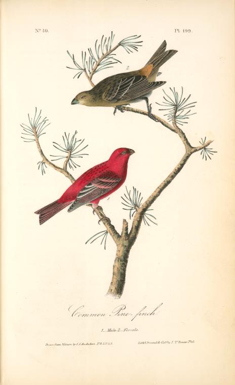 Common Pine-finch. 1. Male. 2. Female. — John James Audubon