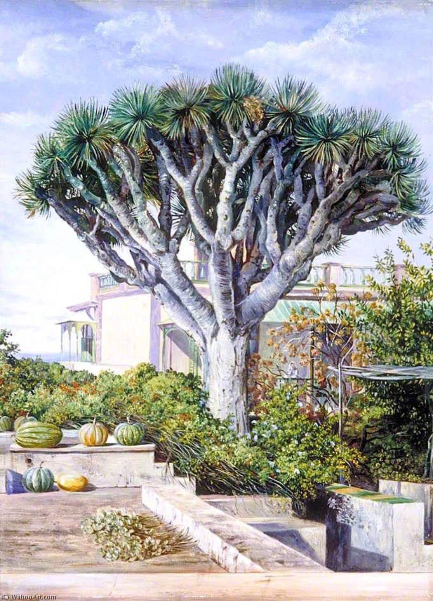 Dragon Tree At Orotava, Teneriffe — マリアン・ノース