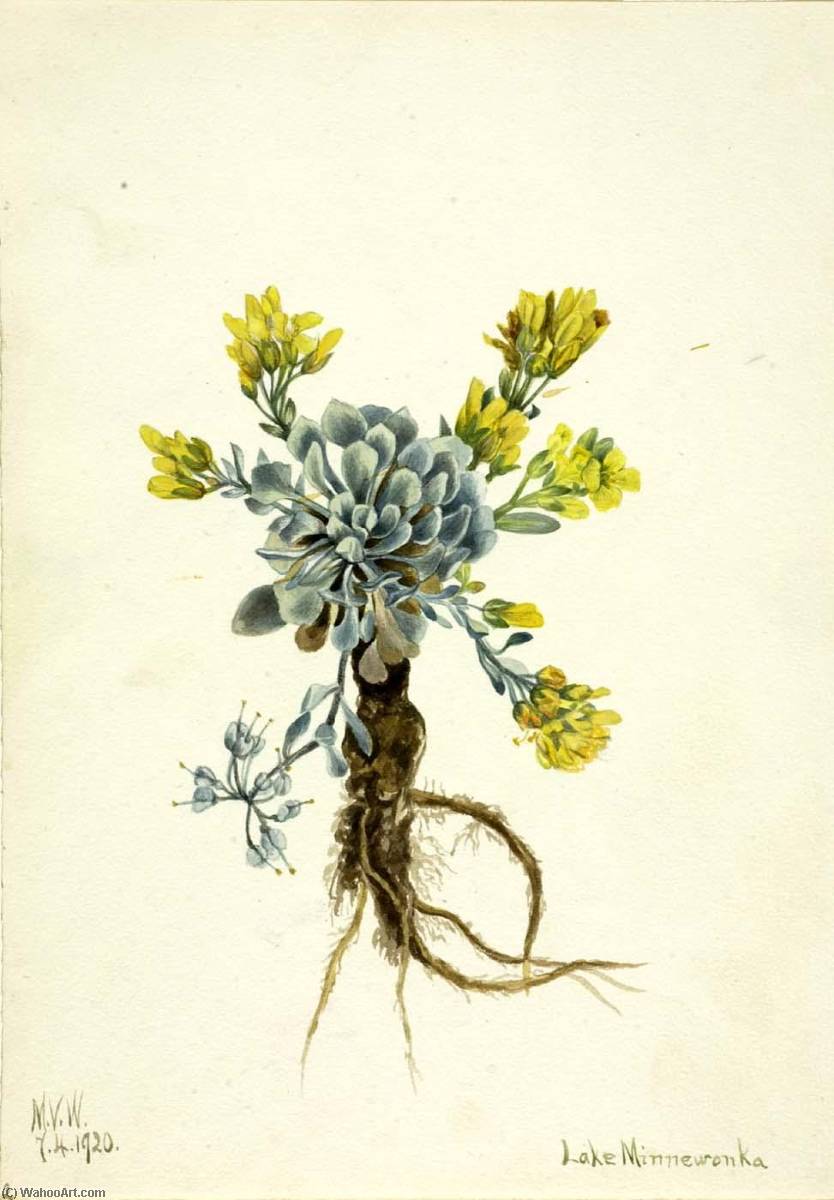 Double Bladderpod (physaria Didymocarpa) — Mary Vaux Walcott