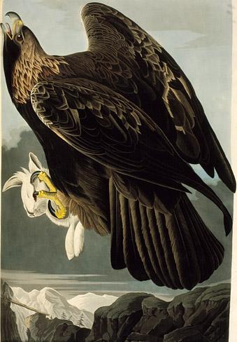 Golden Eagle — Джон Јејмс Одобон