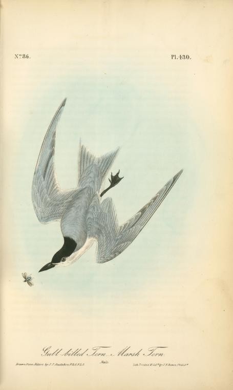 Gull-billed Tern. - Marsh Tern. Male — John James Audubon