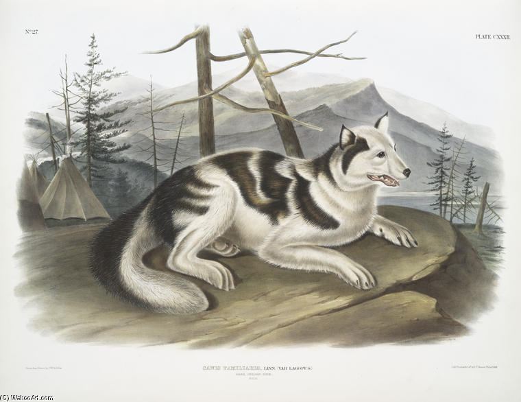 Canis Familiaris, Hare-indian Dog. Male — John James Audubon