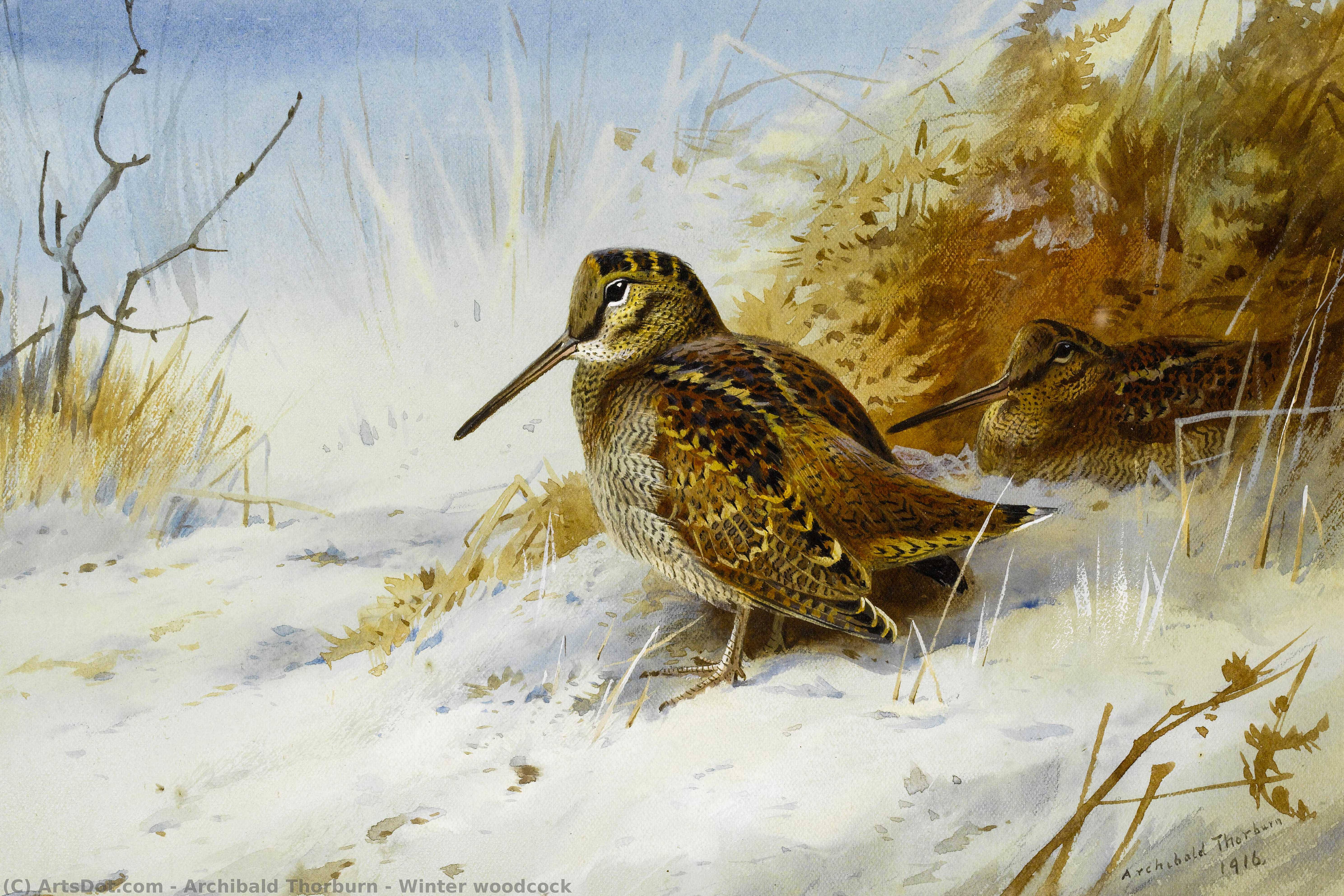 Winter Woodcock — Archibald Thorburn