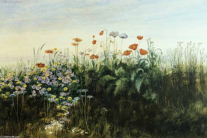 Irish Wildflowers — Andrew Nicholl