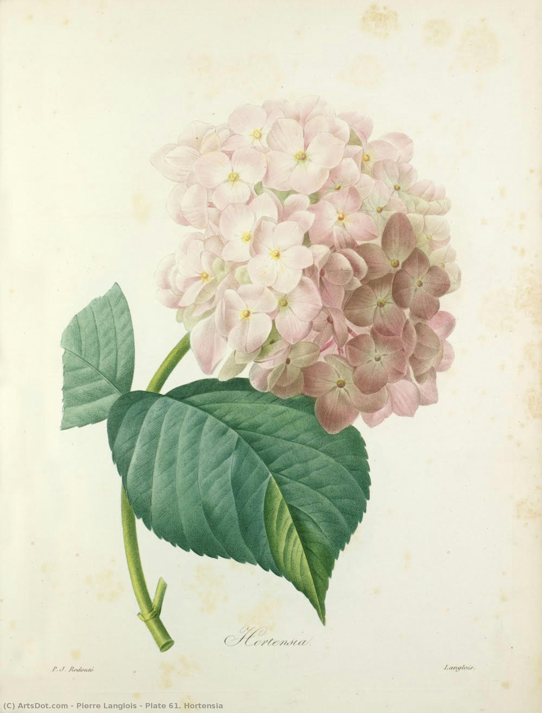 Plate 61. Hortensia — Pierre Langlois