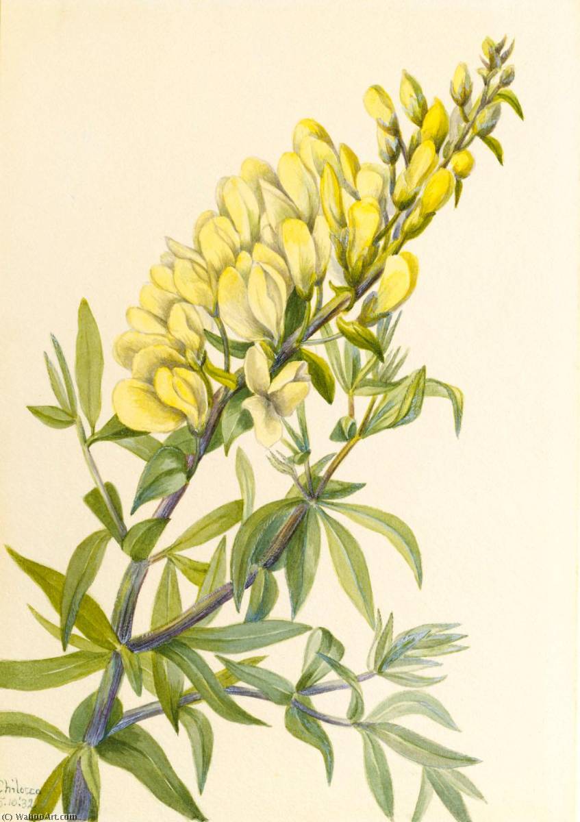 False Indigo (baptista Bructeata) — Mary Vaux Walcott