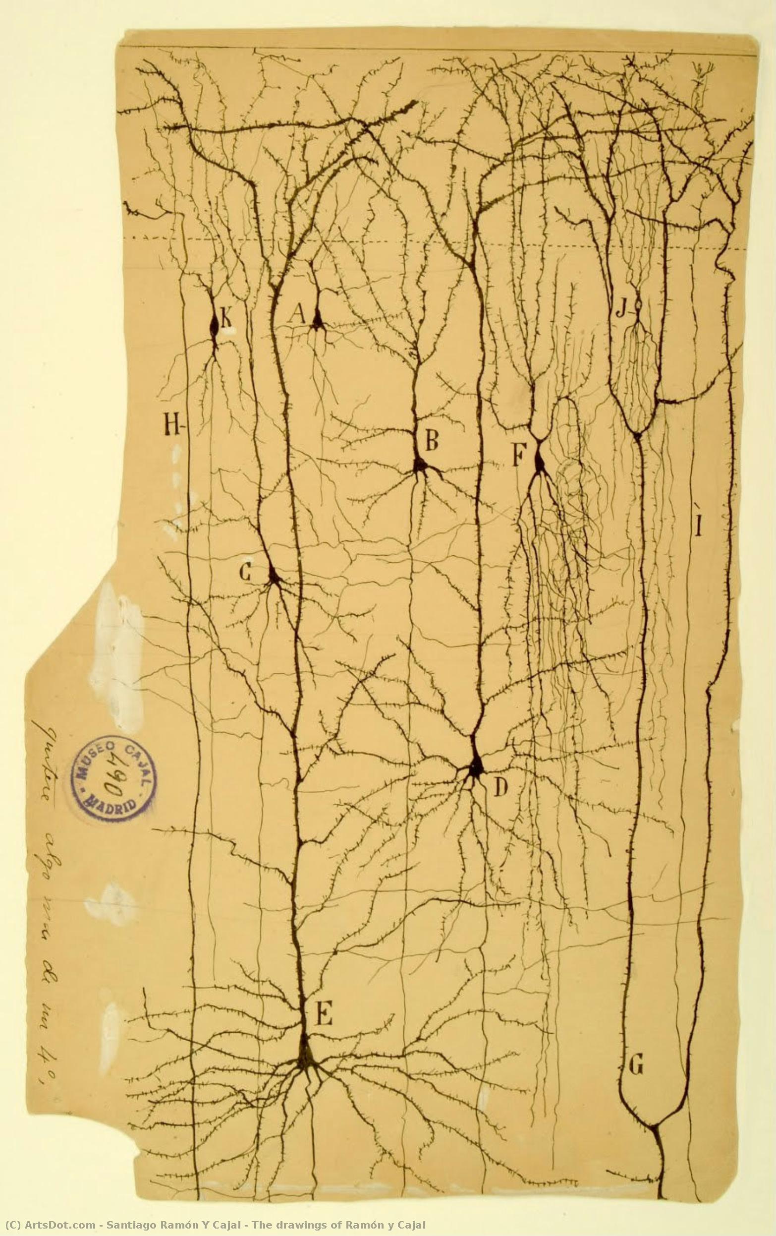The Drawings Of Ramón Y Cajal — Santiago Ramón Y Cajal