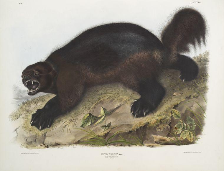 Gulo Luscus, Wolverine — Джон Јејмс Одобон