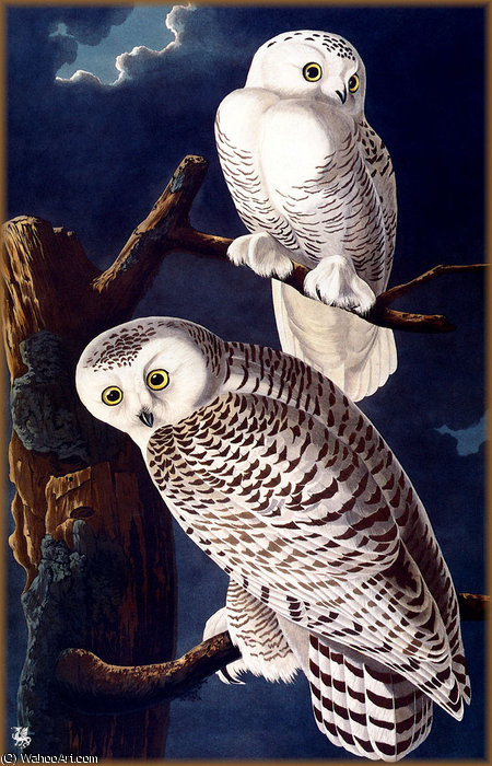 Snowy Owl — ジョン・ジェームズ・オーデュボン
