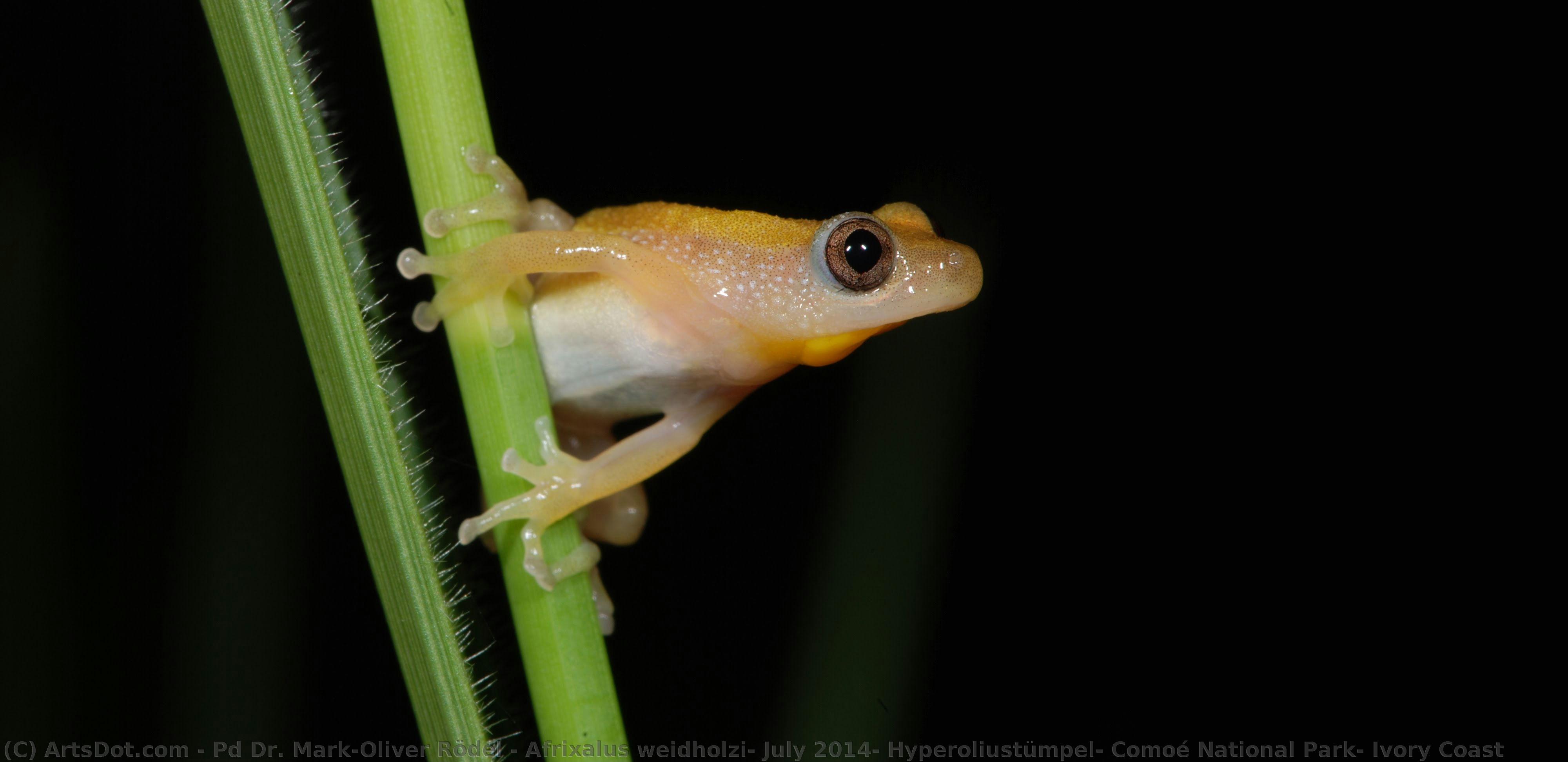 Afrixalus Weidholzi, July 2014, Hyperoliustümpel, Comoé National Park, Ivory Coast — Pd Dr. Mark-oliver Rödel