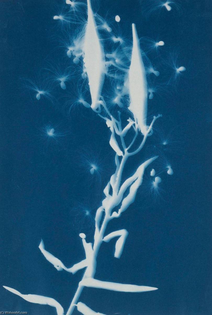 Milkweed Pods, Asclepias Cornuti — Bertha Evelyn Jaques
