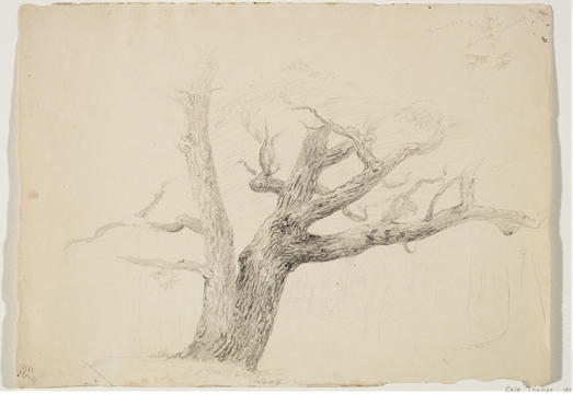 Chestnut Tree — Thomas Cole