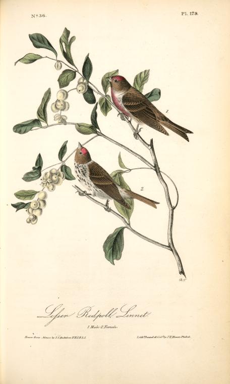 Lesser Redpoll Linnet. 1. Male. 2. Female — John James Audubon