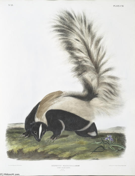 Mephitis Macroura, Large-tailed Skunk. Male. Natural Size — John James Audubon