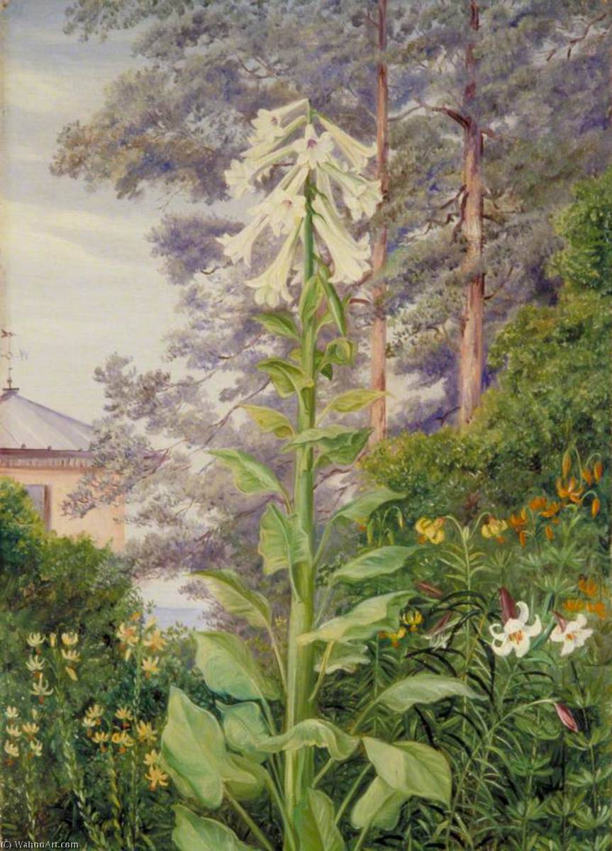 Die Riesenseerose Und Andere Lilien In Dr. Allmans Garten In Parkstone, Dorset — Marianne North
