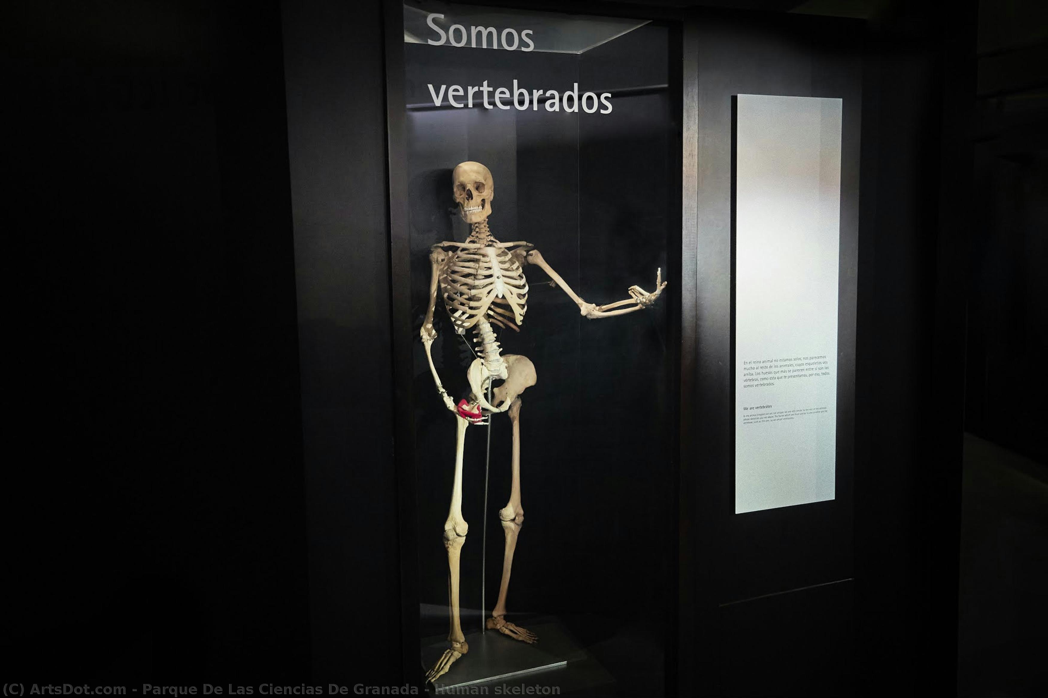 Human Skeleton — Parque De Las Ciencias De Granada