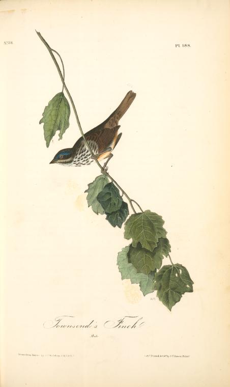 Townsend's Finch. Male — John James Audubon