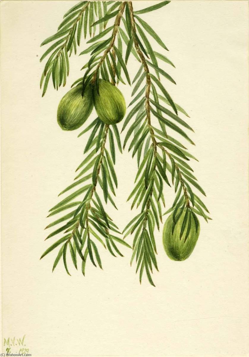 California Nutmeg (tumion Californicum) — Mary Vaux Walcott