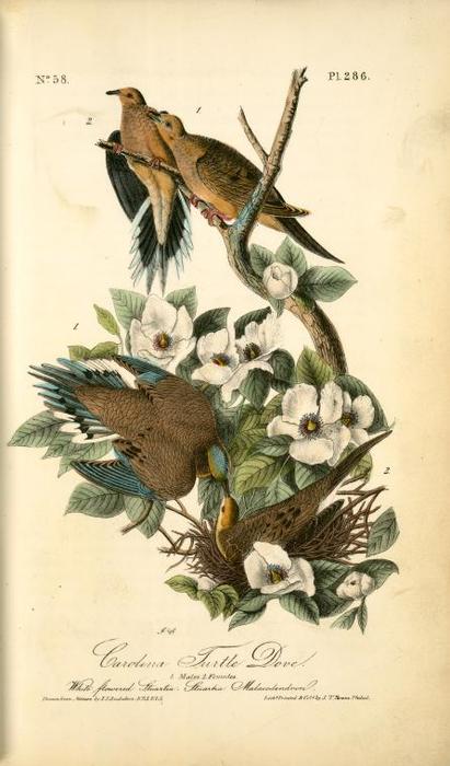 Carolina Turtle Dove. 1. Males. 2. Females. (white Flowered Stuartia. Sruartia Malacodendron) — ジョン・ジェームズ・オーデュボン