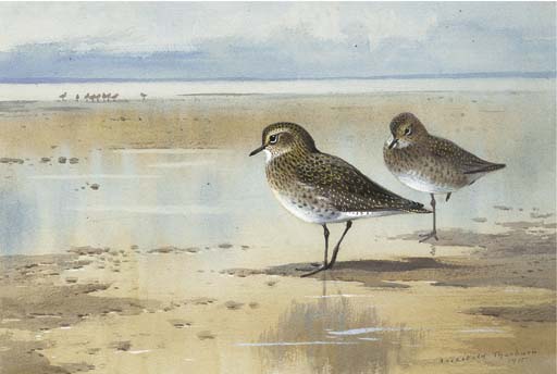 Golden Plover — Archibald Thorburn