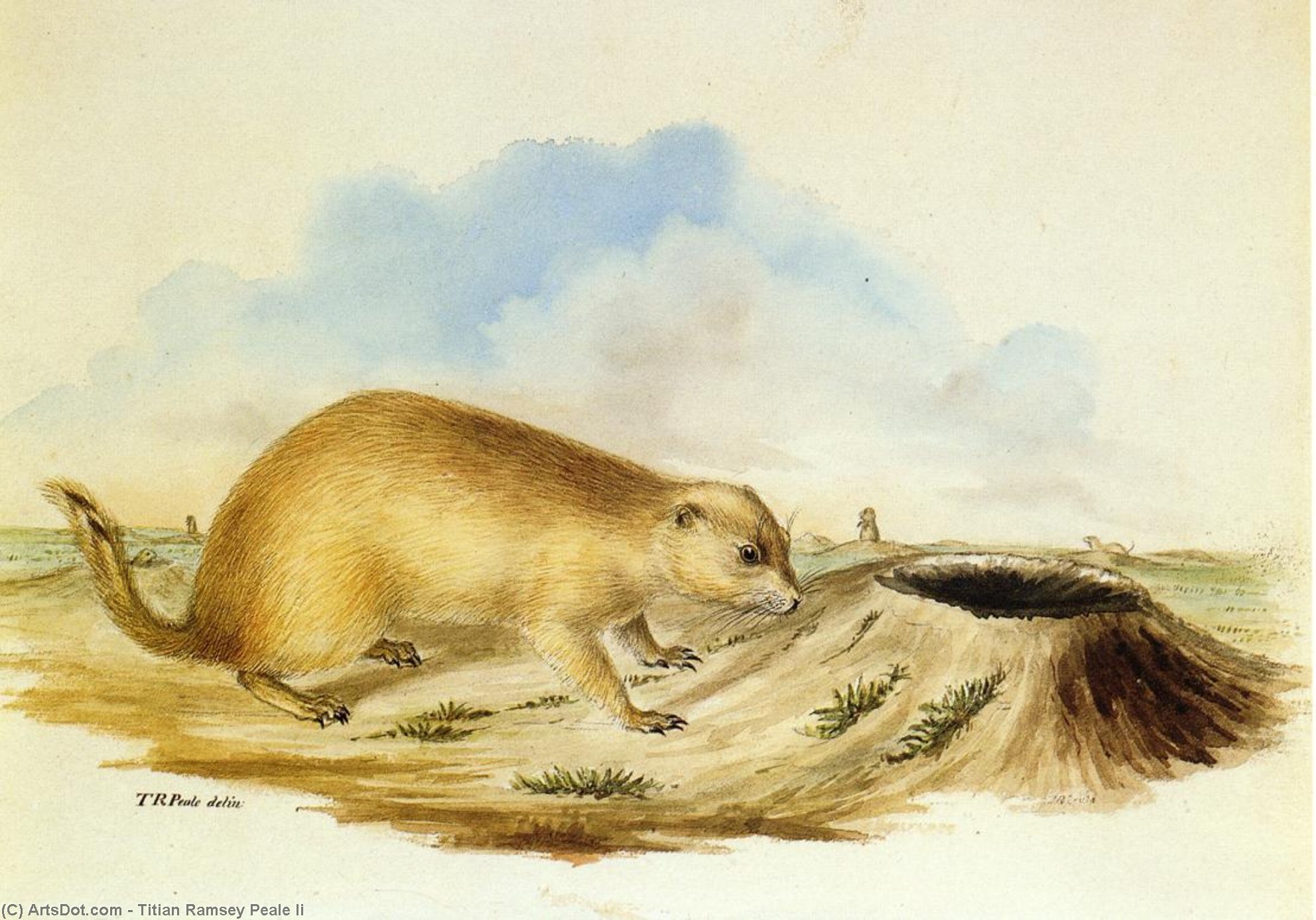 Prairie Dog — Titian Ramsay Peale Ii