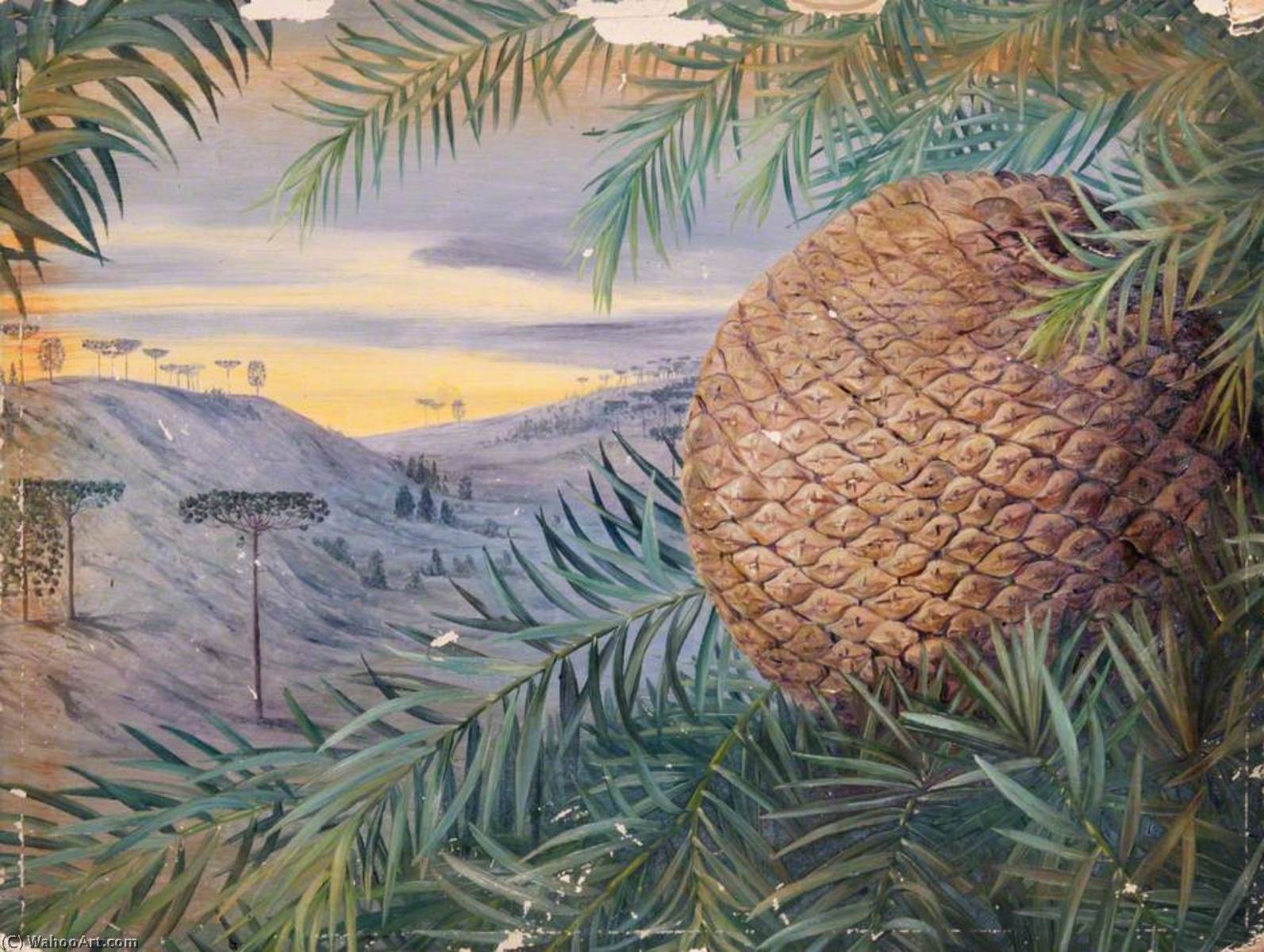 Cono De Araucaria Brasiliana, Brasil — Marianne North
