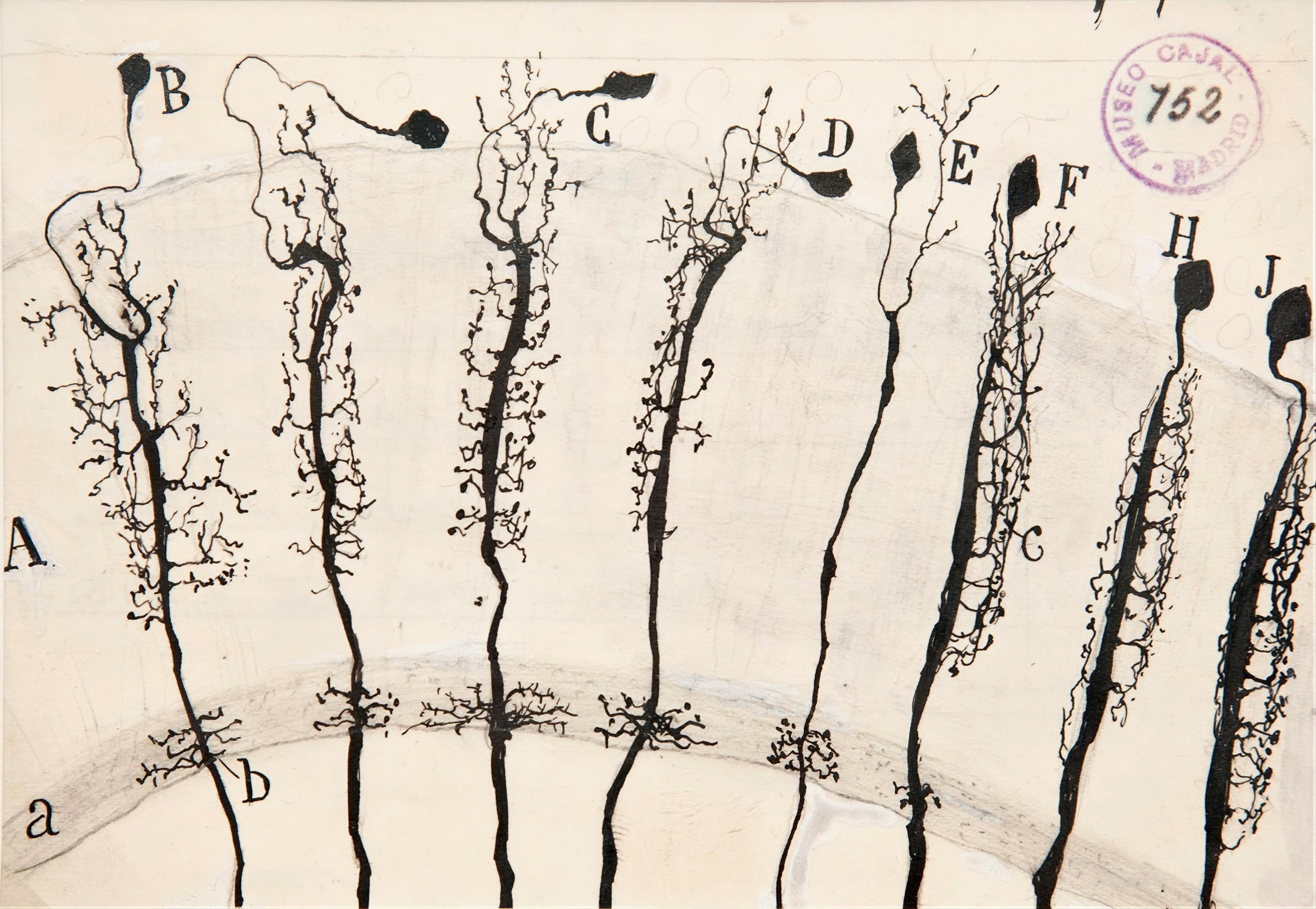The Drawings Of Ramón Y Cajal — Santiago Ramón Y Cajal