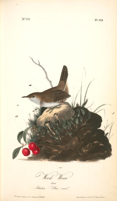 Wood Wren. Male. (arbutus. Uva-ursi.) — John James Audubon