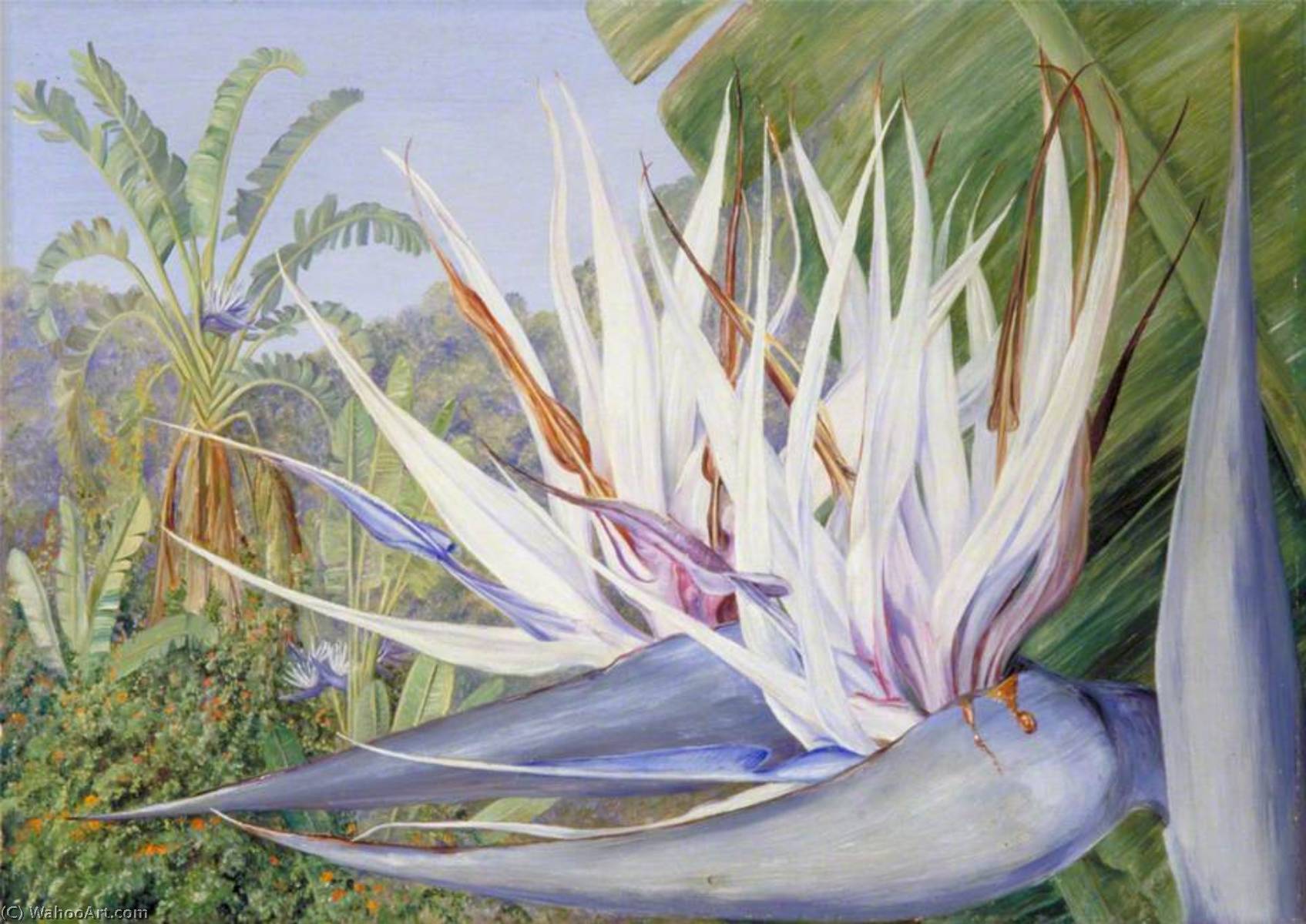 Strelitzia Augusta At St John's, Kaffraria — Marianne North