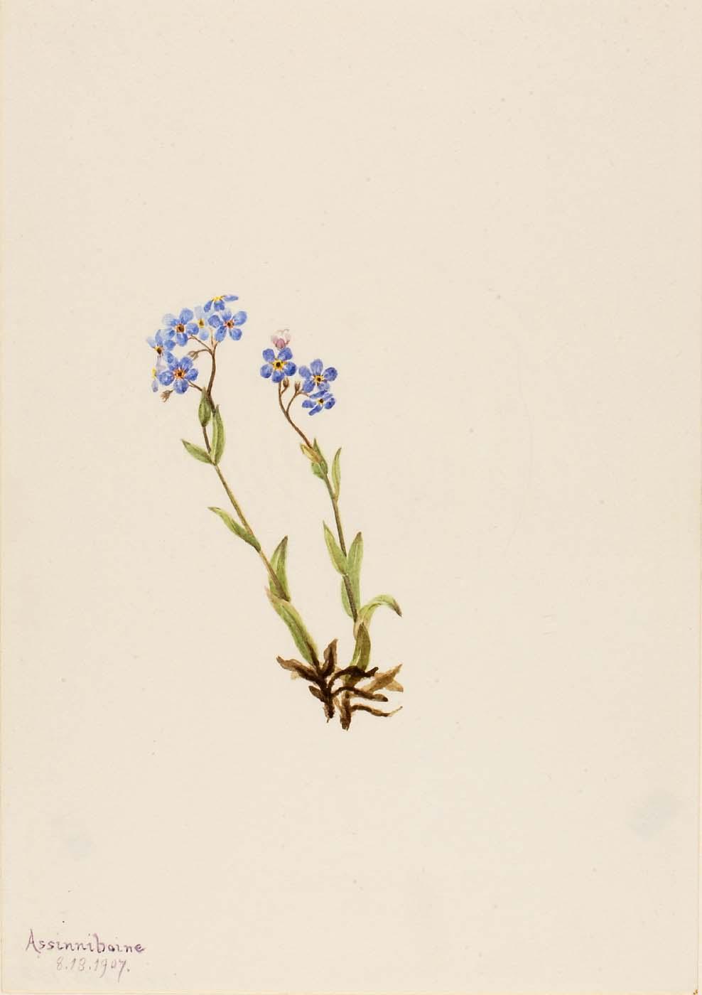 Forget Me Not (myosotis Alpestris) — Mary Vaux Walcott