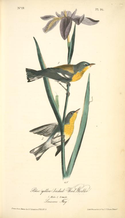 Blue Yellow-backed Wood-warbler. 1. Male. 2. Female. (louisiana Flag.) — Джон Јејмс Одобон
