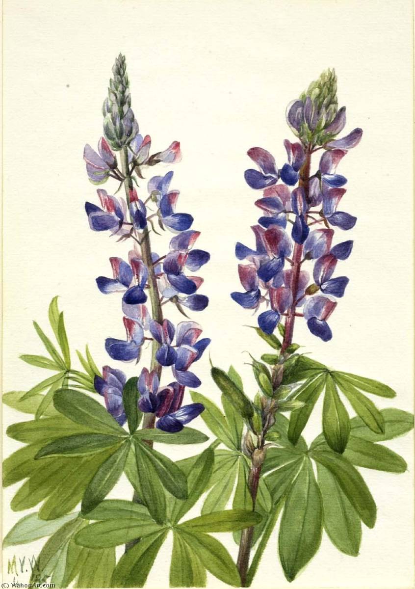 Lupine (lupinus Fornosus) — Mary Vaux Walcott