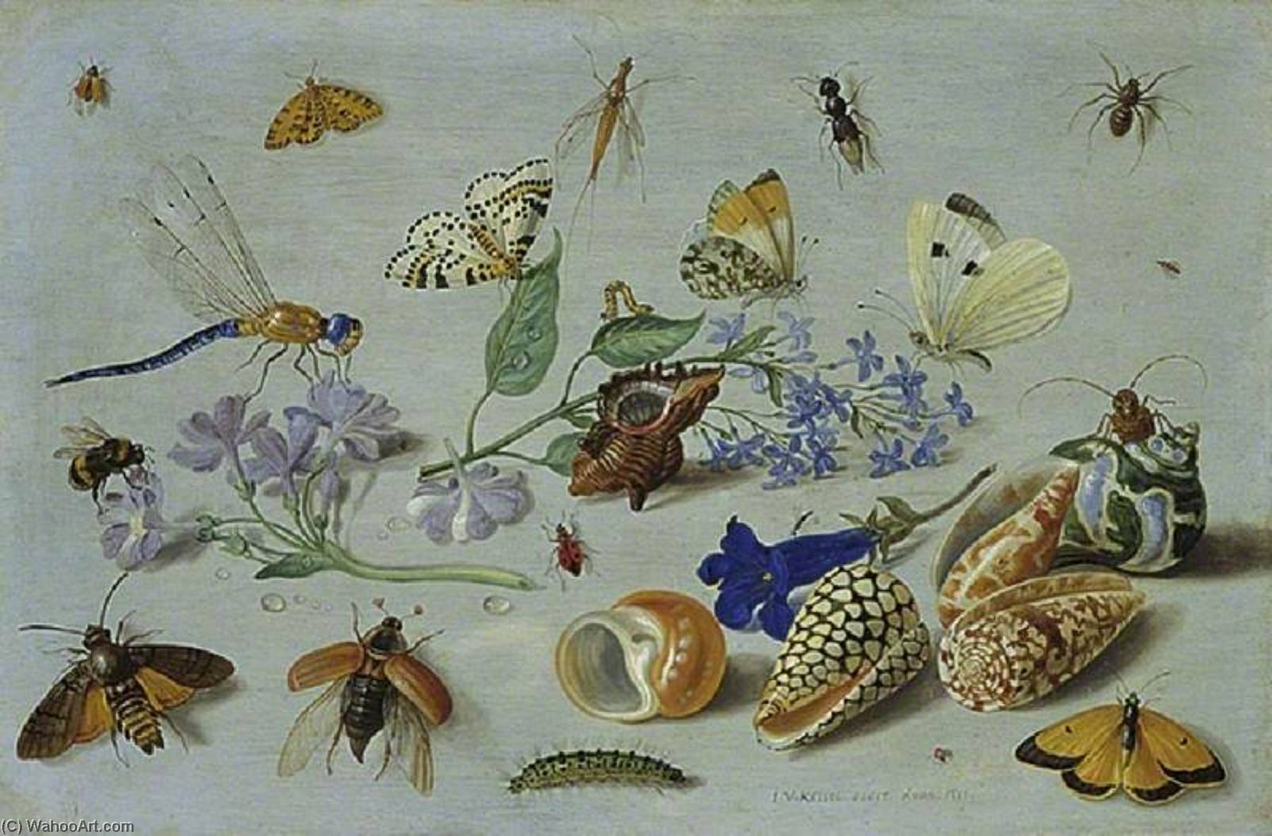 Butterflies And Other Insects — Jan Van Kessel The Elder