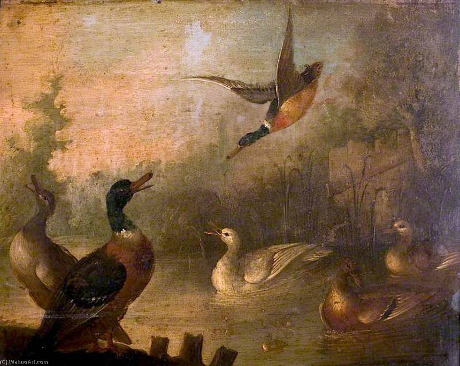 Mallards And A White Duck In A Pond — Marmaduke Cradock