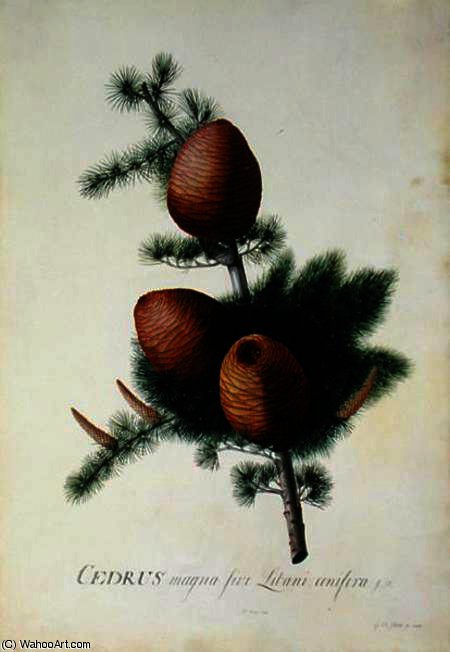 Cedrus Libani — Georg Dionysius Ehret