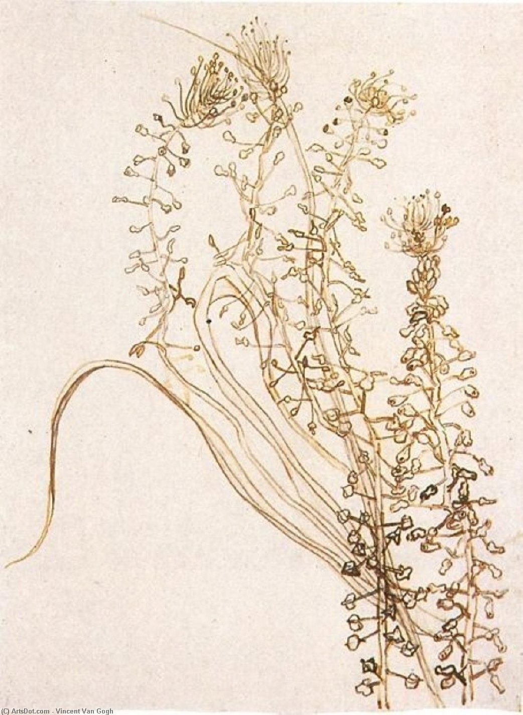 Blossoming Branches — Vincent Willem Van Gogh