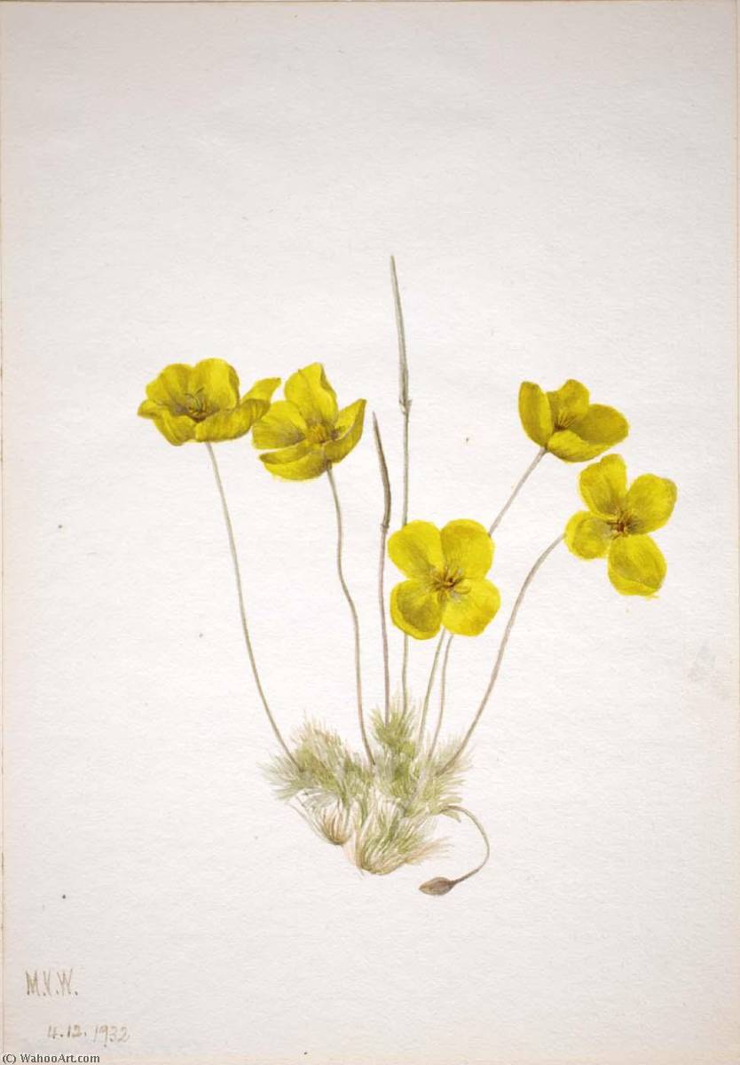 Desert Poppy (eschscholtzia Glyptosperma) — Mary Vaux Walcott