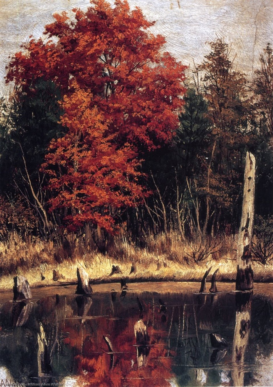 Autumn Wood In North Carolina With Tree Stumps In Water — Vilijam Ejkен Voker