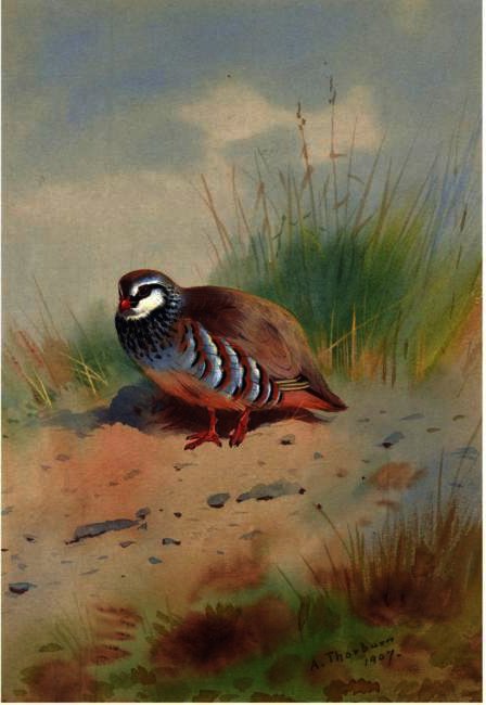 Red-legged Partridge — アーチボルド・ソーバーン