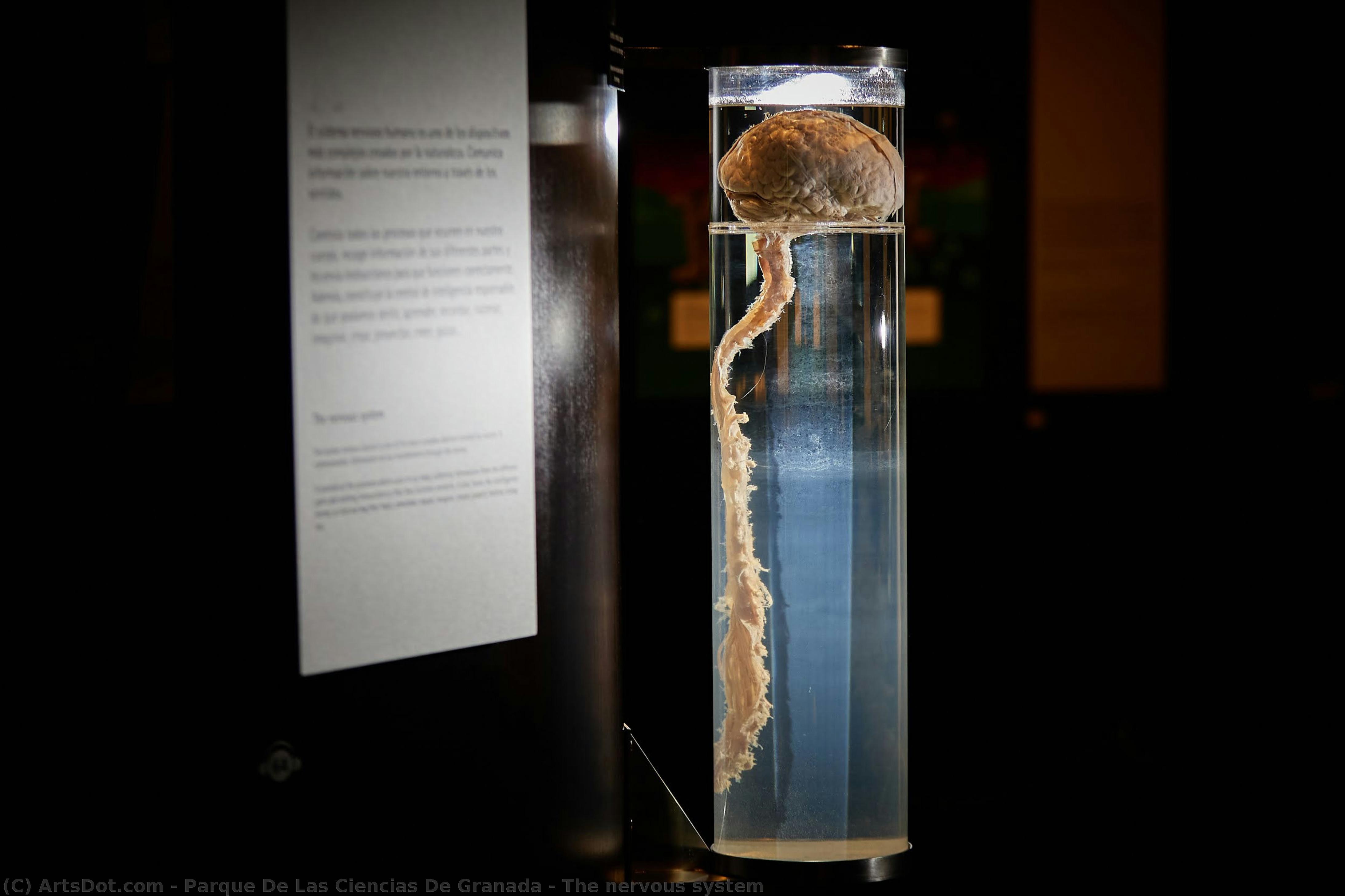 The Nervous System — Parque De Las Ciencias De Granada