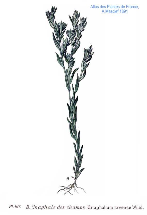 Untitled (aqtdgm) — Amédée Masclef